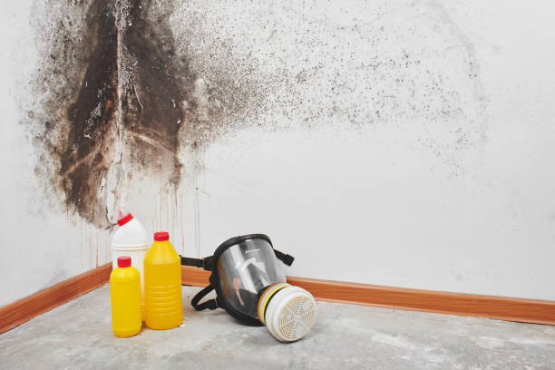 Best Attic Mold Removal  in Clearlake Riviera, CA