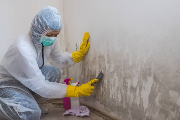 Best Toxic Mold Removal  in Clearlake Riviera, CA
