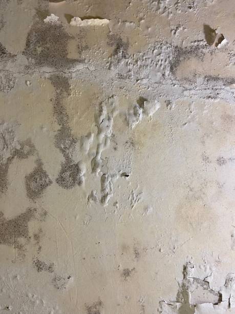 Best Mold Cleaning Services  in Clearlake Riviera, CA