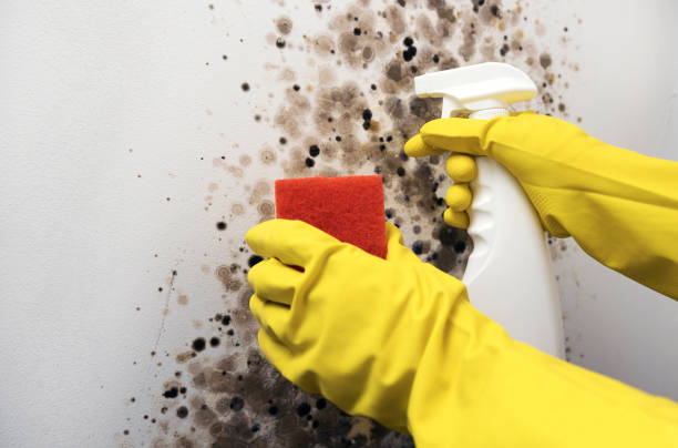 Best Local Mold Removal Service  in Clearlake Riviera, CA