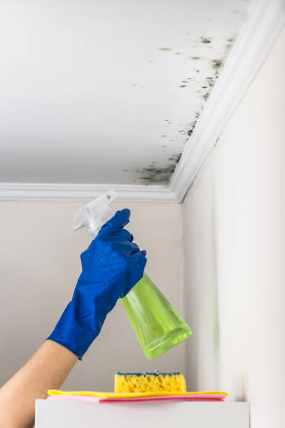 Best Residential Mold Removal  in Clearlake Riviera, CA